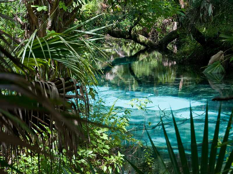 Jungle water. Тропический водоем. Озеро в тропическом лесу. Озеро в джунглях. Водоем в джунглях.