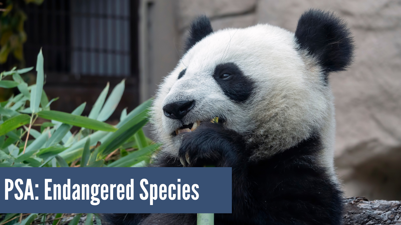 Psa: Endangered Species – Cavsconnect